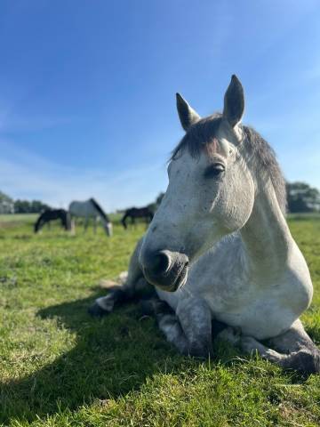 Hongre de 10 ans - club 1 cso