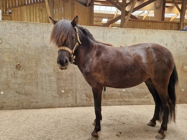 Poulains de 3 à 1 an