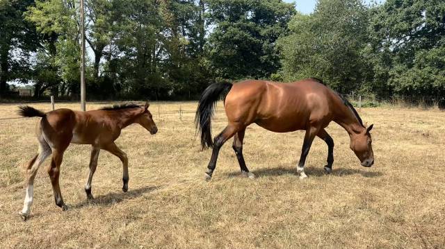Poulinière a vendre