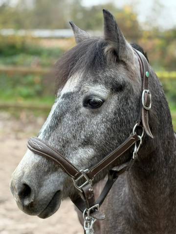 Ponette 5 ans 134 cm pfs 