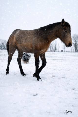 Poney pouliche connemara po 