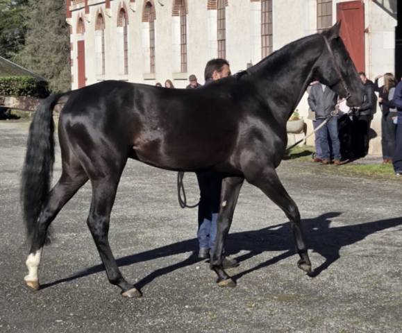 Aydogdy : aydogdy - saillie étalon akhal teke