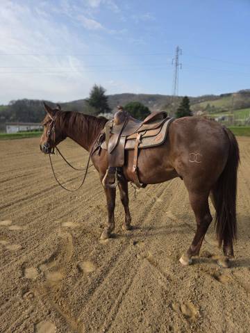 2023 quarter horse