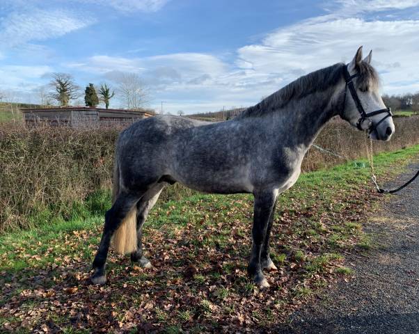 Galion de minuit : saillie par etalon connemara