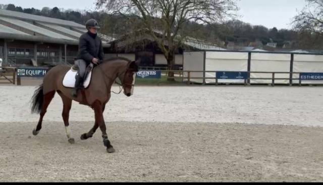 Très jolie jument sf de 6 ans