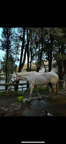 Cheval assurance vie