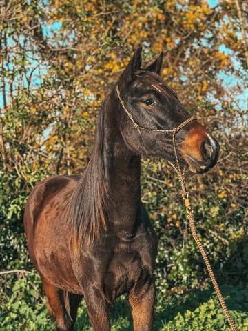 Venezia des halliers
