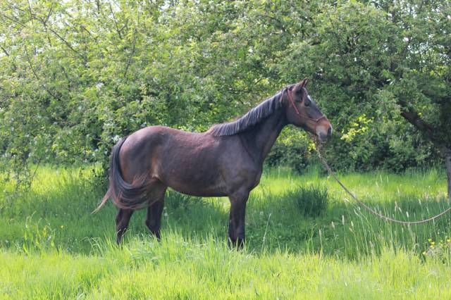 Venezia des halliers