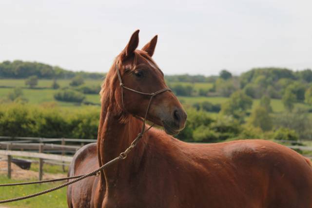 Orphée des halliers