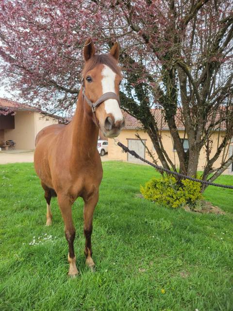 Poney français de selle 4 ans