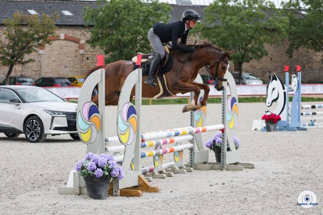 Poney français de selle 4 ans