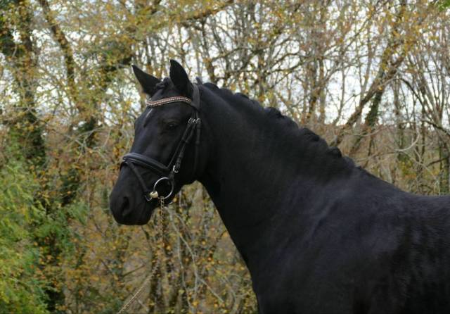 Poney de dressage allemand 6 ans