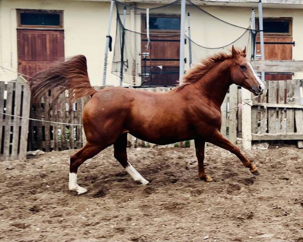 Pur sang exeptionnel 7 ans cherche sa nouvelle famille 