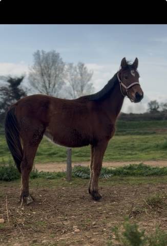 Pouliche de sport à vendre obstacle ou reproduction 