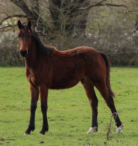 Poulain sf 1 an catchar mail 