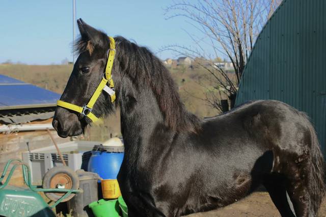 A vendre pouliche frison plein papiers  de mon elevage 