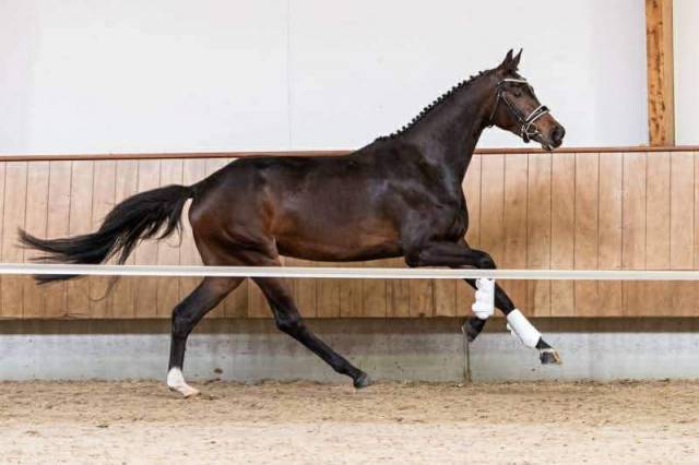 Poulinière dressage