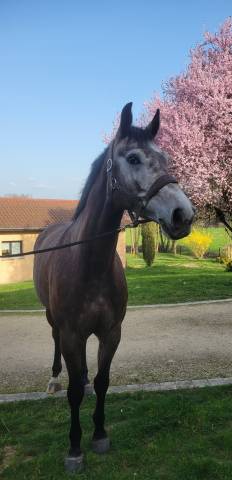 Jument sf top lignée 