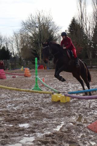 Pur sang anglais de 7 ans ( toise 1m70 