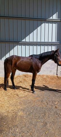 Cheval de selle 5 ans