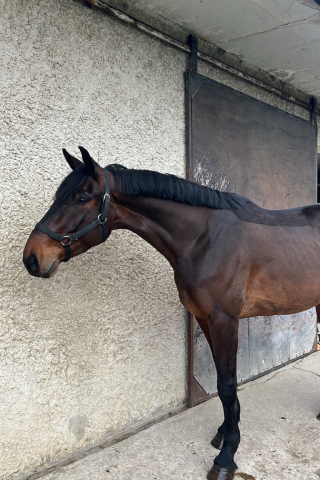 Super cheval idéal amateur 