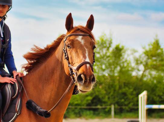 Cheval cso amateur elite