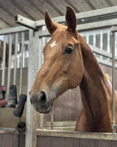 à vendre poulinière