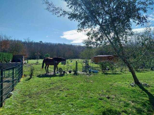 Pension retraite pour petit poney chez particulier 