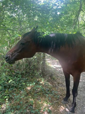 Recherche cavalier-e confirmé pour balade 30 ' toulouse