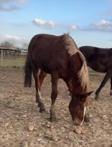 Rare mâle 2 ans sfo  par nervoso