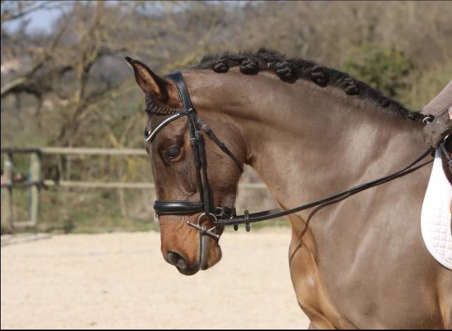 Hongre pure race espagnole de 6 ans,