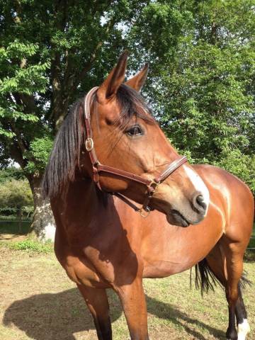 Embryon untouchable 27 x winnigwood x diamant