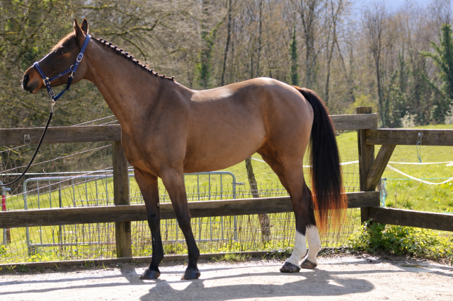 Magnifique jument selle français 