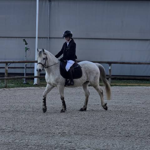 Poney de sport