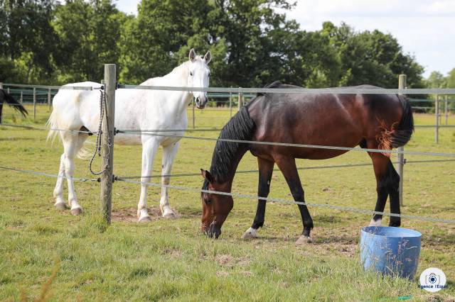 Pensions pré ou boxe/paddock dans structure de qualité 