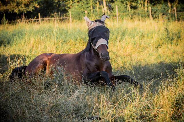 Pension pré à l’année – edel’paradise (proche 79-85-17)