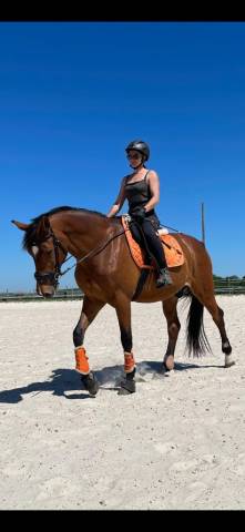 Chef d écurie, palefrenier soigneur 