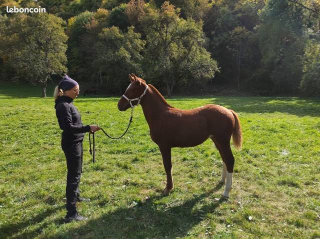Poulain franches-montagnes