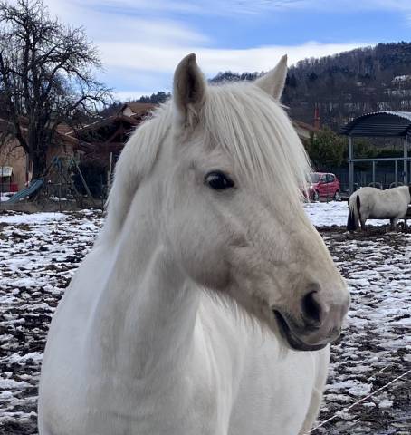 Petit cheval de sport/loisir très polyvalent
