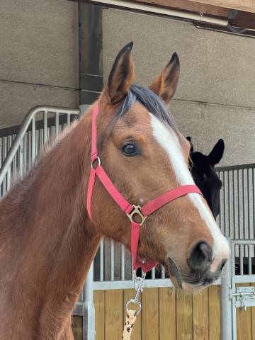 Cause cessation d'élevage femelle sf 3 ans