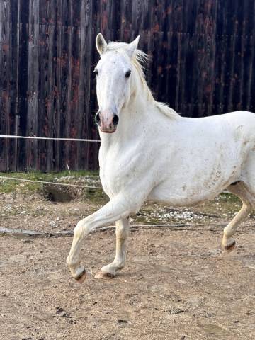Cheval lipizzan