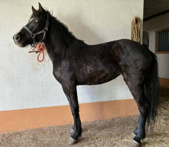 Pouliche noire onc . 