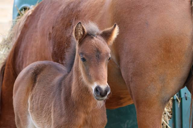 Poulain 2026 - origines dressage poney