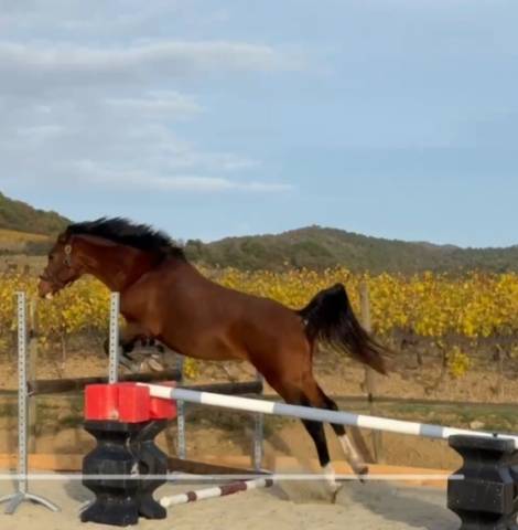 Green buck : etalon dsa