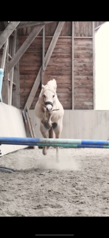 Poney welsh part bred 