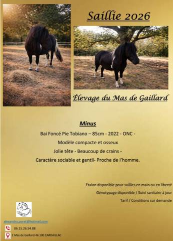 Minus : saillie poney shetland 
