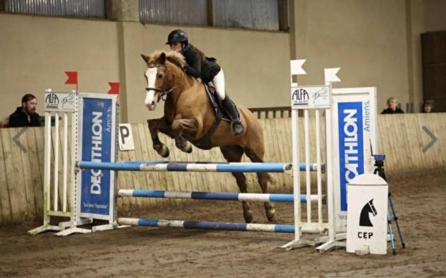 Poney d polyvalent 