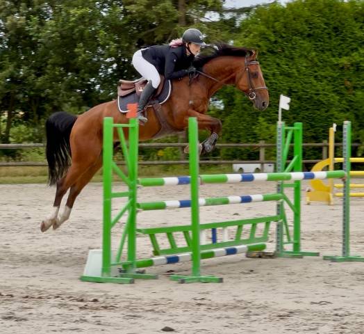 Vente cheval cso hunter