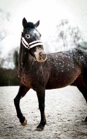 Ponette 19 ans - réduction effectif 