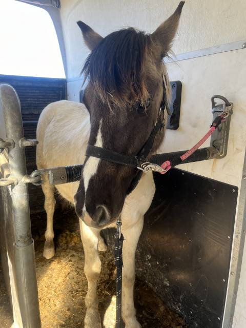 Magnifique poney pie bai dun 